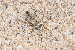 Thereva niveipennis