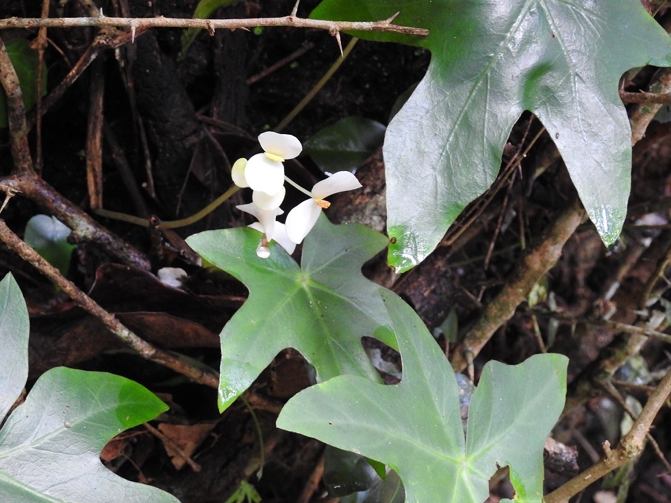 Begonia corzoensis