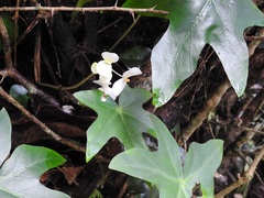 Begonia corzoensis