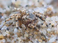 Habronattus amicus