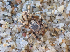Habronattus amicus