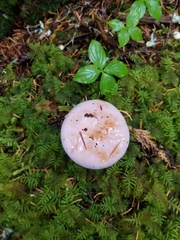 Cortinarius olympianus