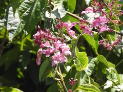 Bignonieae