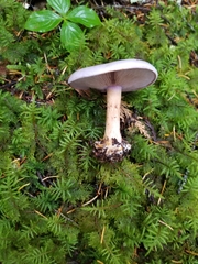 Cortinarius olympianus