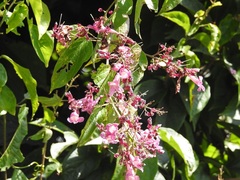 Bignonieae