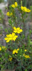 Hibbertia australis