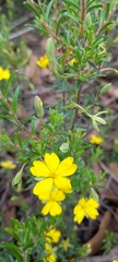 Hibbertia australis