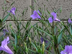 Ruellia simplex