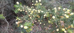 Acacia verticillata verticillata