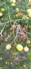 Acacia verticillata verticillata