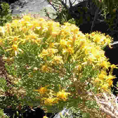 Ericameria laricifolia