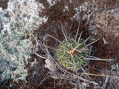 Echinofossulocactus phyllacanthus