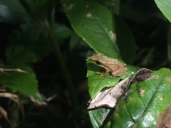 Pristimantis acutirostris