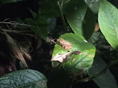 Pristimantis acutirostris