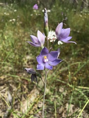 Thelymitra nuda