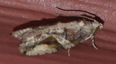 Proteoteras crescentana