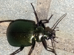 Calosoma schayeri