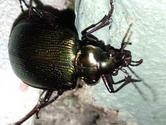 Calosoma schayeri