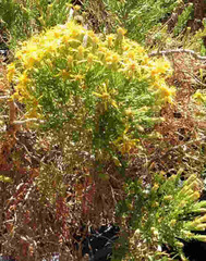 Ericameria laricifolia