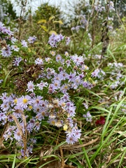Symphyotrichum