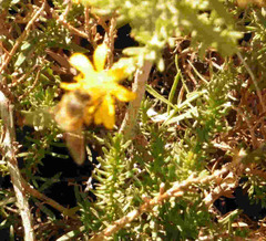 Ericameria laricifolia