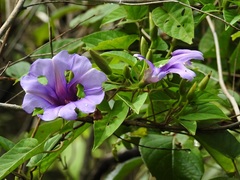 Ipomoea lindenii