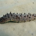 Holothuria tubulosa - Photo (c) Rpillon, algunos derechos reservados (CC BY-SA)