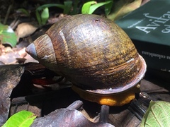 Plekocheilus gibbonius