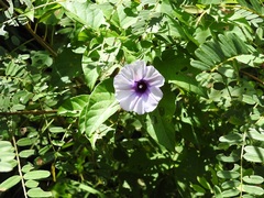 Ipomoea lindenii
