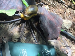 Plekocheilus gibbonius