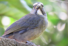 Saltator coerulescens