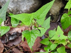 Dalembertia triangularis