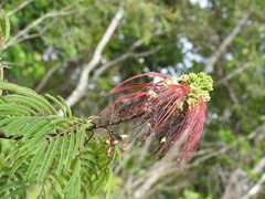 Calliandra houstoniana calothyrsus