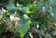 Clematis crispa