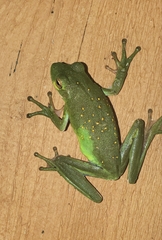 Hyla cinerea