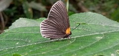Hades noctula