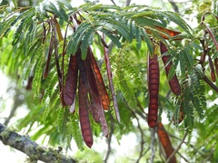 Leucaena diversifolia