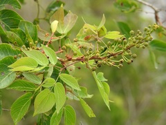 Mimosa lactiflua