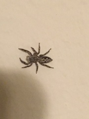 Platycryptus