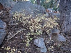 Symphoricarpos rotundifolius parishii