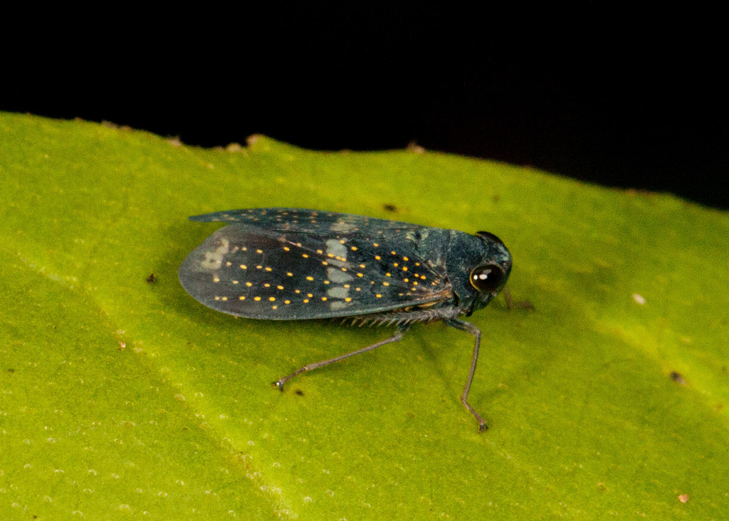 Crepluvia