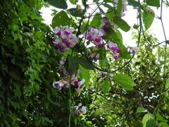 Ramirezella penduliflora