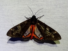 Dysschema magdala