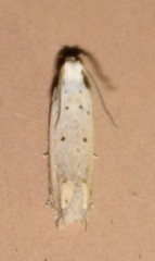 Epiblema separationis