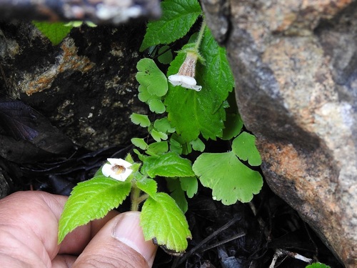 Achimenes warszewicziana (Achimenes warszewicziana)