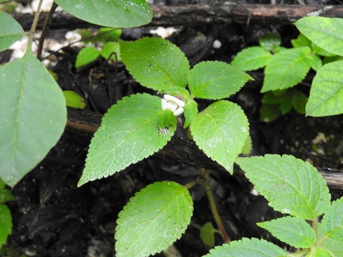 Achimenes warszewicziana (Achimenes warszewicziana)