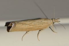 Pediasia dorsipunctellus