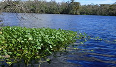 Hydrocotyle ranunculoides