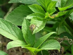 Eristalinus arvorum