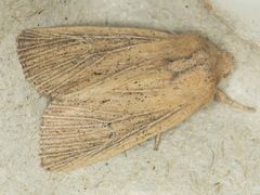 Benjaminiola colorada